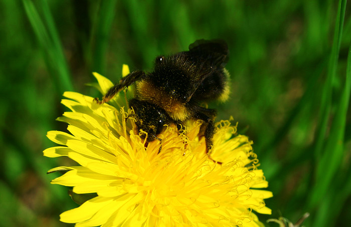 Hummel auf der Blüte