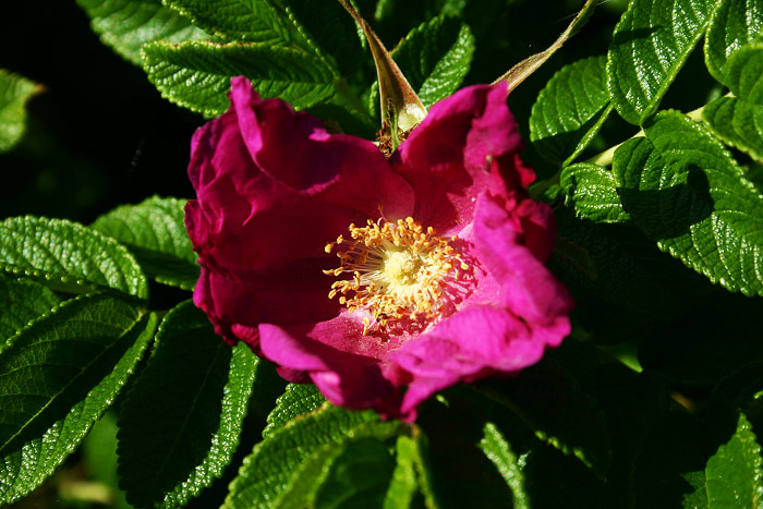 Blüte der Kartoffelrose