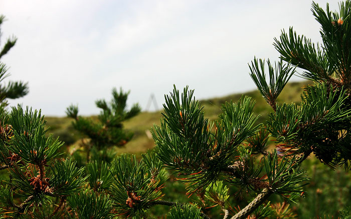 Kiefern in den Inseldünen