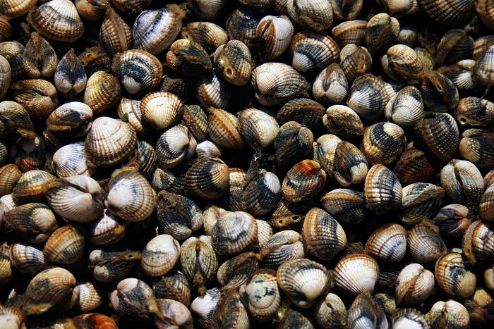 Herzmuschelfeld im Priel