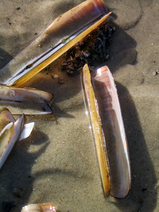 Schwertmuscheln