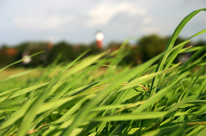 Gras auf dem Deich