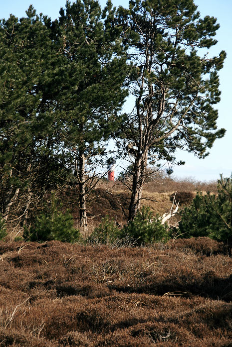 Braundünen-Landschaft