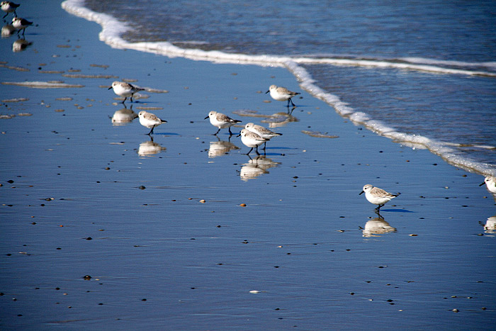 Sanderlinge im Gezeitenbereich