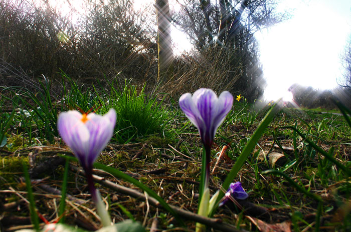 Krokusse an der Straße zum Osten