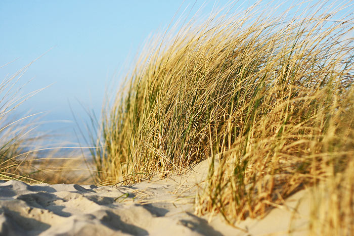 Strandhafer