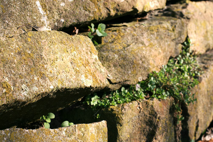 Mauer in der Friedrich-August-Straße