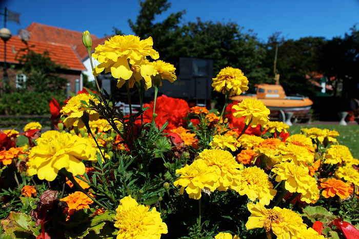 Tagetes im Blumenkübel