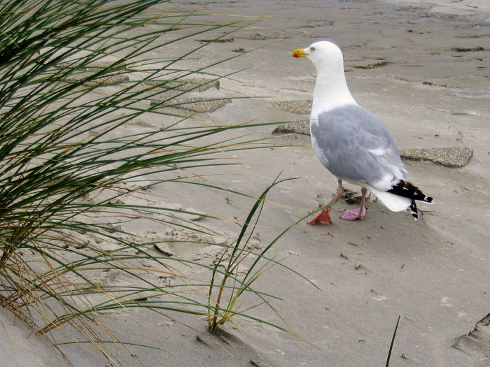 Silbermöwe