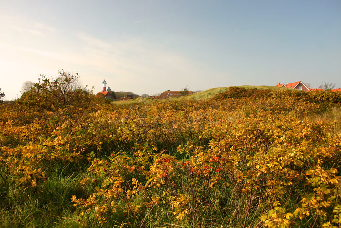 Herbstliche Dünenlandschaft an der Siedlerstraße
