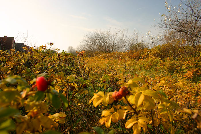 Kartoffelrosen an der Siedlerstraße