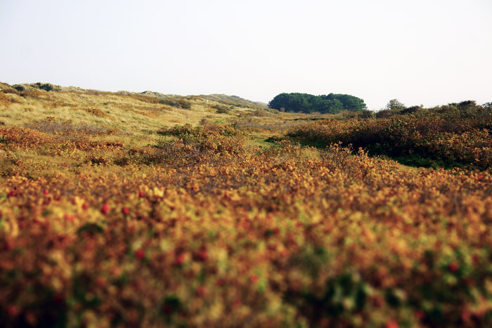 Ostdünen im Herbst