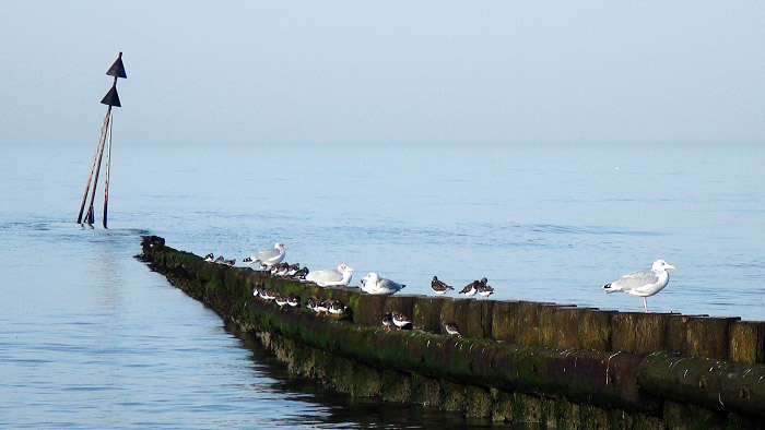 Pfahlbuhne am Hauptstrand