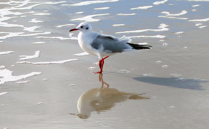 Lachmöwe
