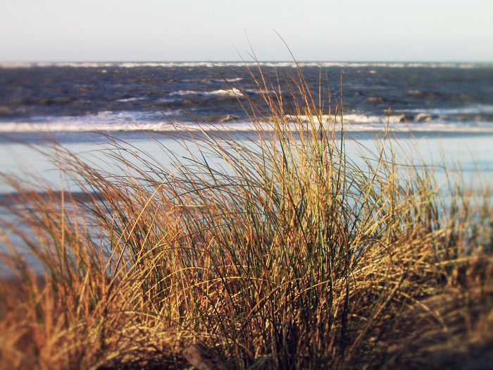 Strandhafer