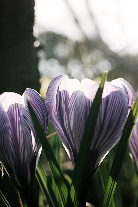Krokusse in Nahaufnahme