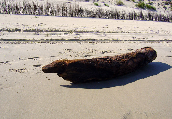 Holzseehund