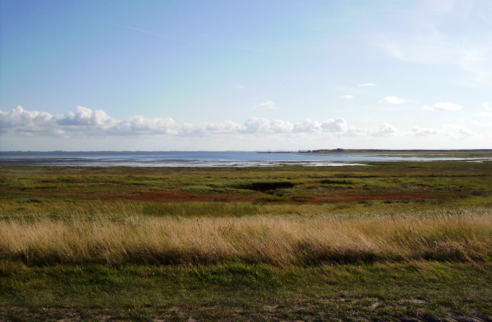 Deichvorland vom Süddeich aus gesehen