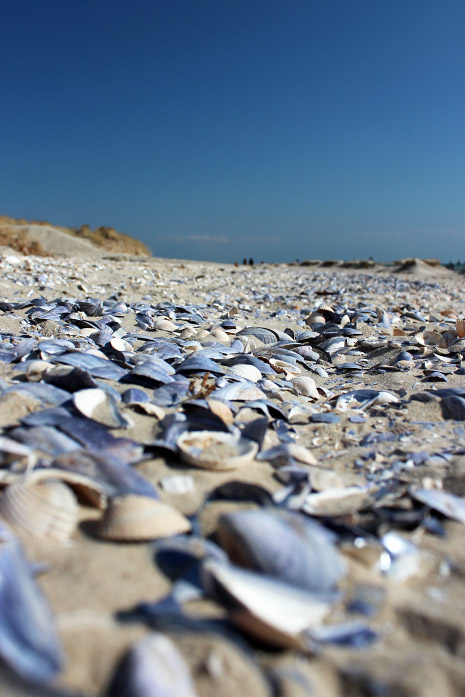 Muschelschalen am Ostende