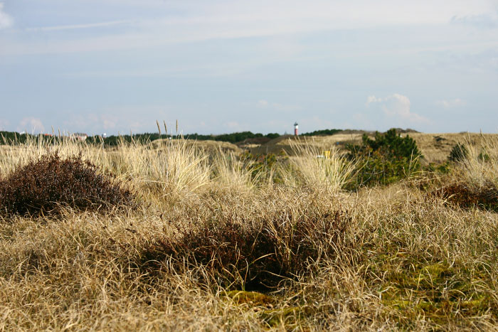 Dünenlandschaft westlich der Saline