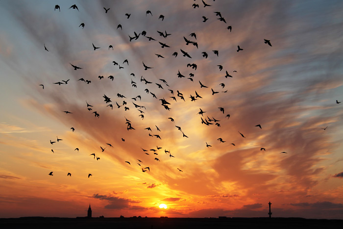 Die Vögel