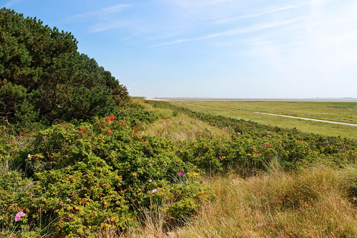Ostaußengroden und Ostdünen