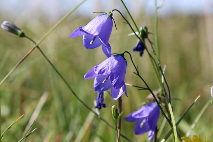 Rundblättrige Glockenblume