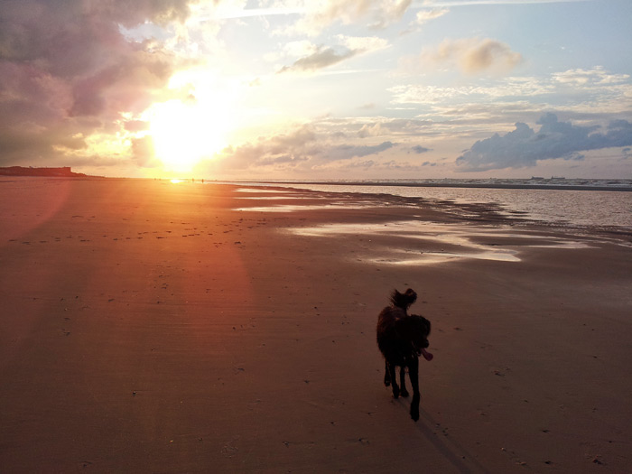 Hunde-Strand