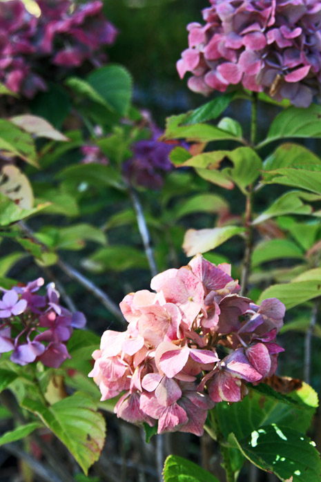 Gartenhortensie