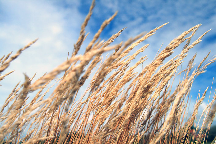 Osterdünen-Gras