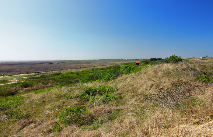 Ostdünen im Frühling
