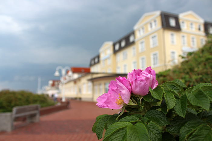 Kartoffelrosen am Dünenbakenhügel