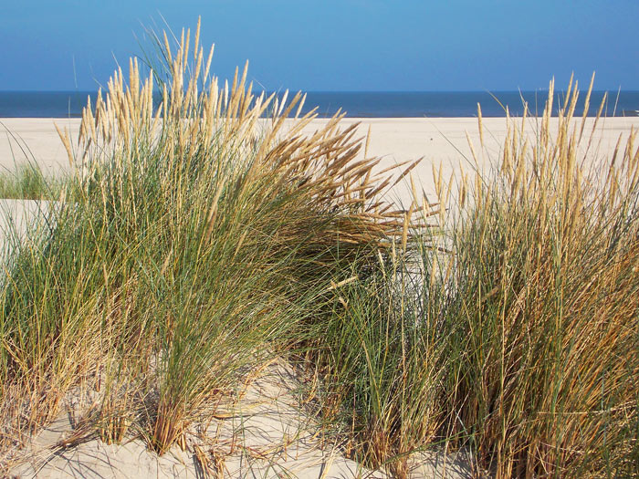 Strandhafer in den Weißdünen