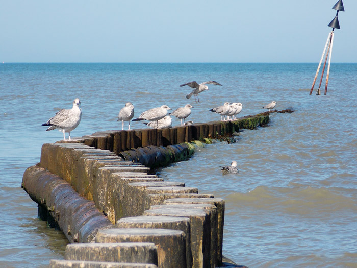Rastende Möwen