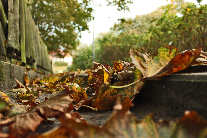 Herbstlaub