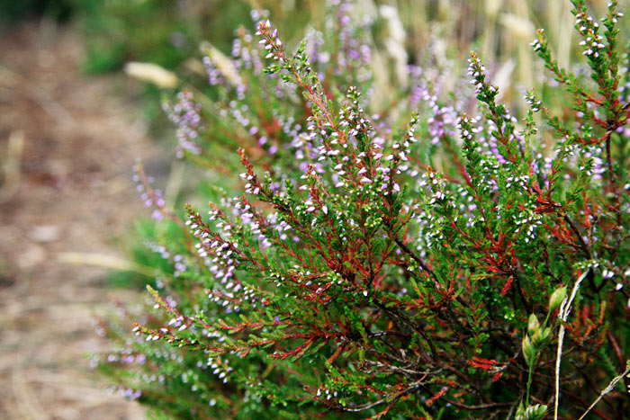 Besenheide am Wegesrand