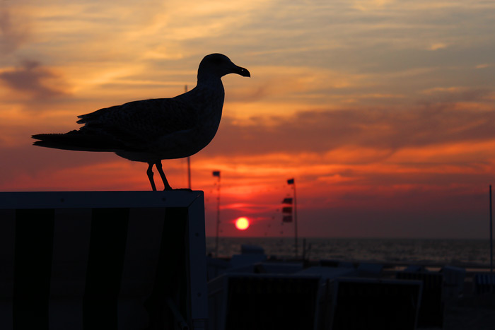 Abendliche Möwensilhouette
