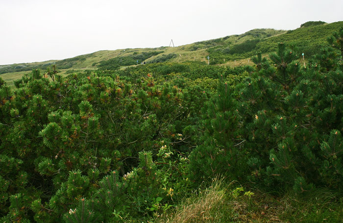 Kiefern