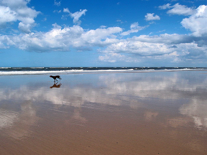 Strand mit Hund