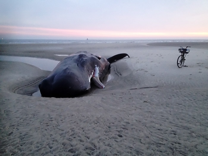 Pottwal am Ostende