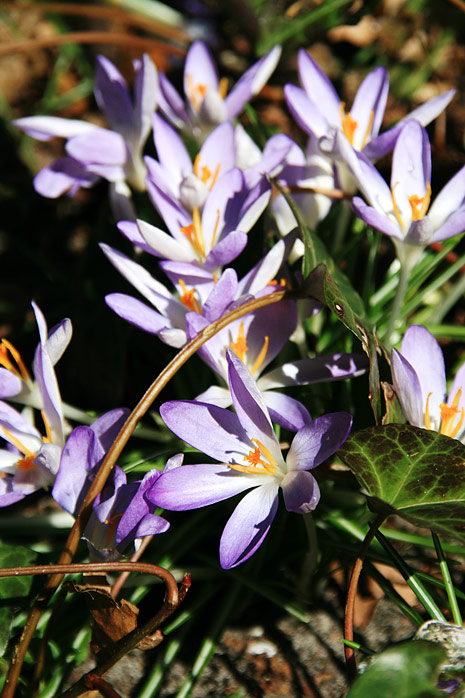 Krokusse am Dorfplatz