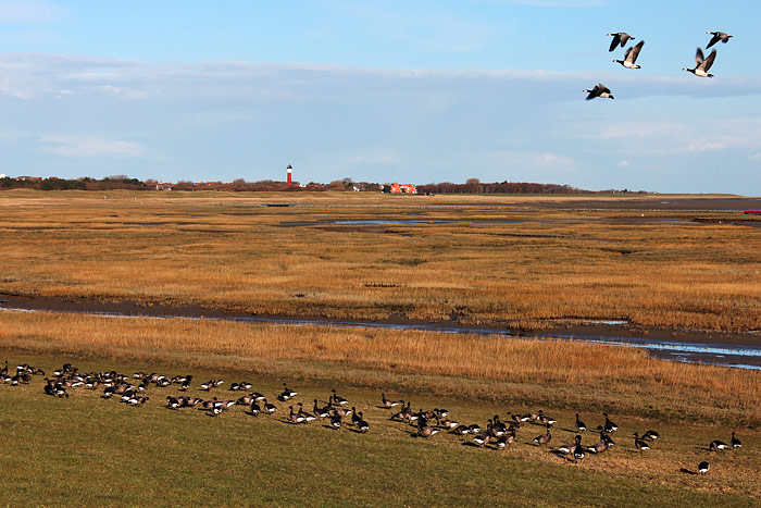 Gänse im Westaußengroden