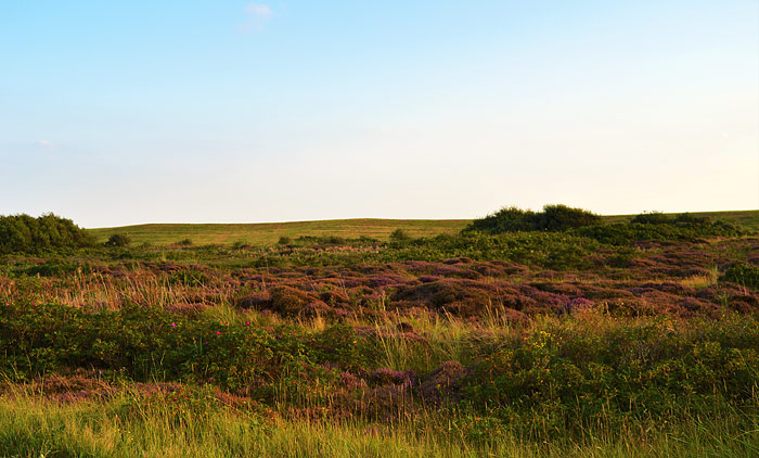 Heidedünen