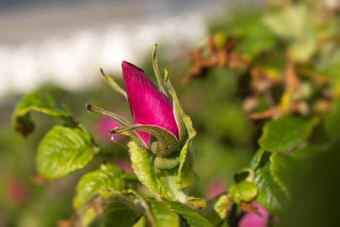 Blüte der Kartoffelrose