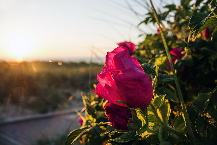 Blüte der Kartoffelrose im Gegenlicht