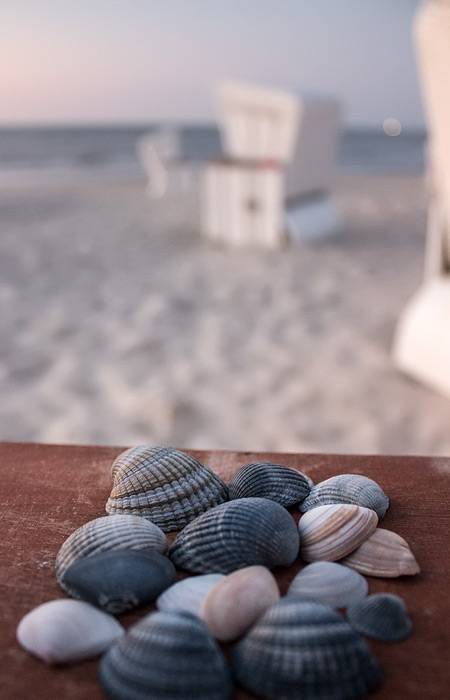 Muschelsammlung