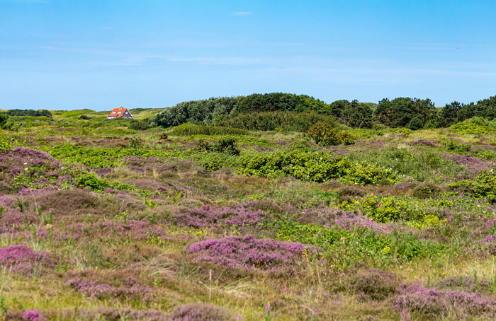 Heidedünen