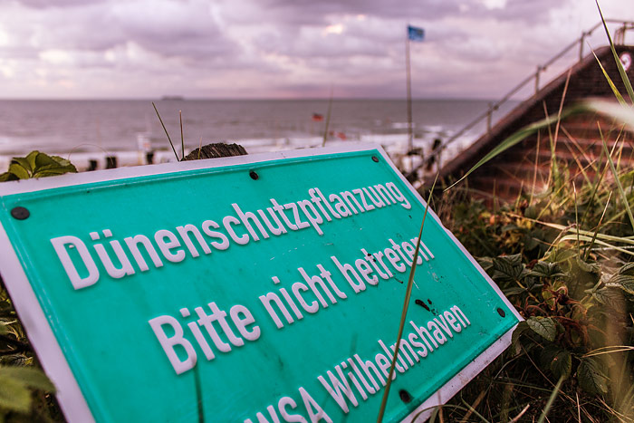 Dünenschutzpflanzung