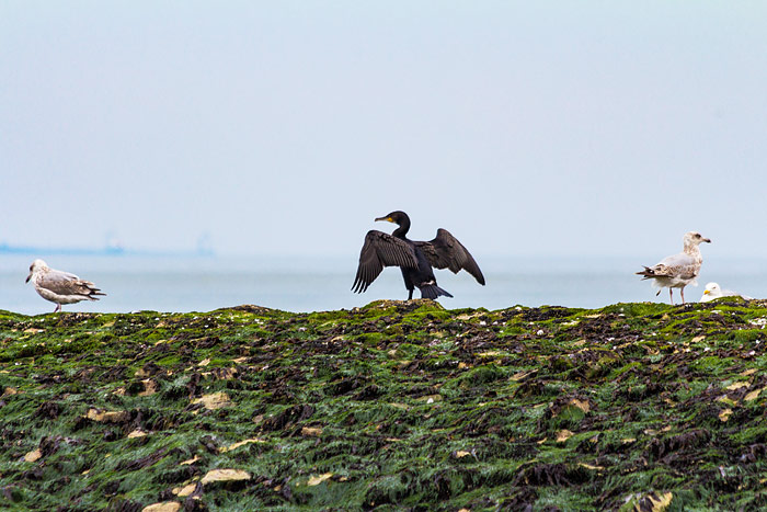 Rastender Kormoran