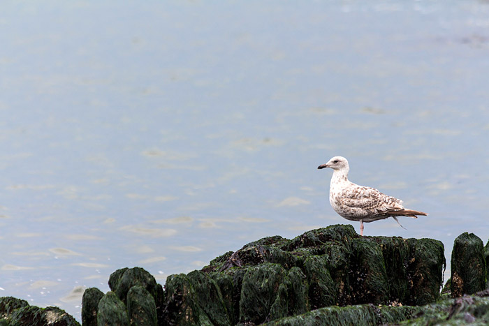 Junge Möwe am Westende